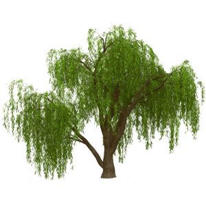 ต้นไม้ Willow เทียมร้องไห้