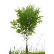 ต้นไม้สีขาวประดิษฐ์ต้น Birch